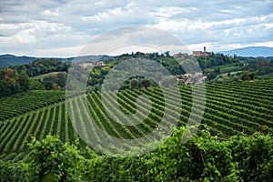 Conegliano vineyard at daylight