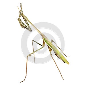 Conehead mantis photo