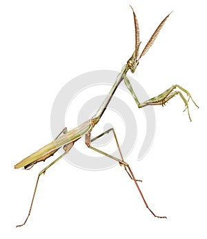 Conehead mantis