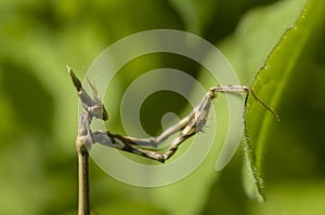 Conehead mantis, Empusa pennata