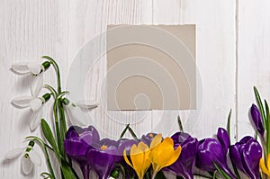 Coner from crocus and snowdrops on wooden background