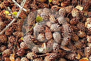 Cones background, natural wooden carpet