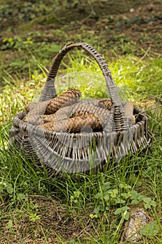 Cones in basket