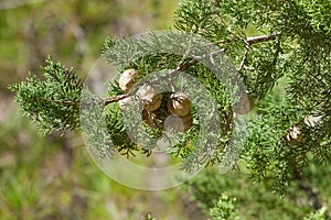 Cones on the branch of cypress in a cypress forest