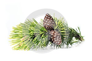 Cones on branch isolated over white