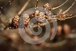 Cones on the branch wooden nature background made with retro colour filters