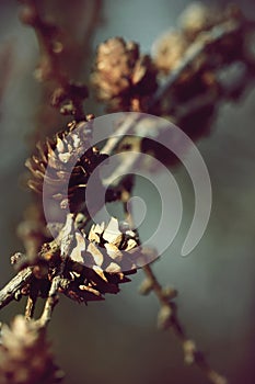 Cones on the branch wooden nature background made with retro colour filters