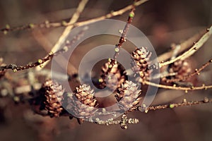 Cones on the branch wooden nature background made with retro colour filters