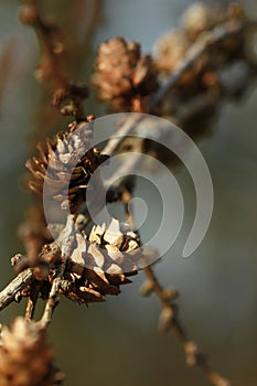 Coni sul ramo di legno natura fatto colore filtri 