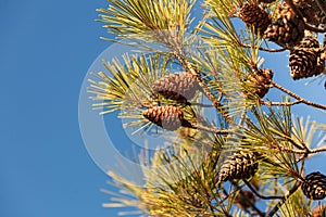 Cones on conifer tree