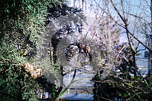 cones on the branches of a cypress tree in Nabran Azerbaijan. Selective focus. Winter time