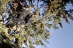 cones on the branches of a cypress tree in Nabran Azerbaijan. Selective focus. Winter time