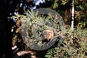 cones on the branches of a cypress tree in Nabran Azerbaijan. Selective focus. Winter time