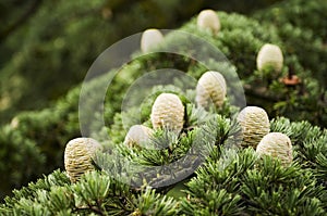 Cones of Cedar