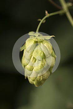 Cones of common hop Humulus lupulus. anxiety, insomnia and other sleep disorders, restlessness photo