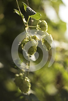 Cones of common hop Humulus lupulus. anxiety, insomnia and other sleep disorders, restlessness, beer photo