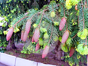 Cones