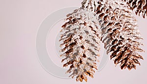 Cones of coniferous tree