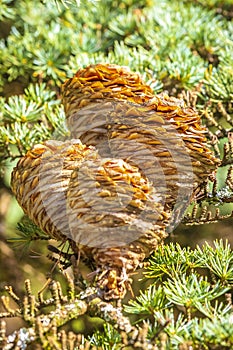 Cones on a coniferous tree, Larix spec. Fresh green branches of a larch tree with spring needles