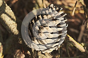 Cones on a coniferous tree in the town of Mar Azul, Buenos Aires, Argentina.