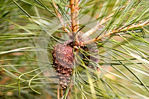 Cones on corniferous tree branch with needles