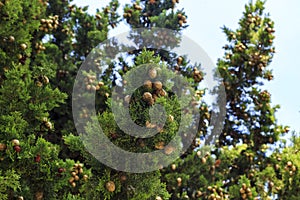 Cones on a cypress tree