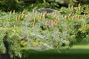 Cones of Deodar, Himalayan cedar tree growing in Adelaide, South