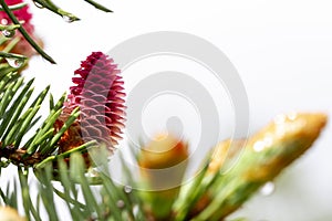 Cones of fir tree