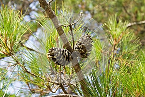 Cones on Fir Tree