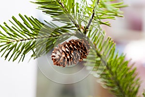 Cones on a fir-tree