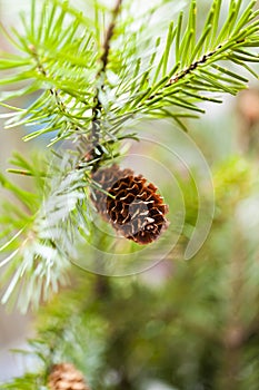 Cones on a fir-tree