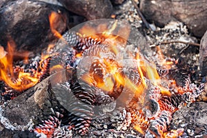 Cones in a fire close up