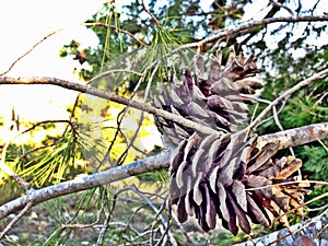 Cones in forest in Israel.