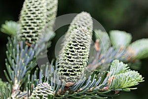 Cones of a Fraser fir Abies fraseri