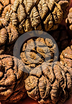 Cones of Giant Sequoia Tree, Giant Forest, California USA