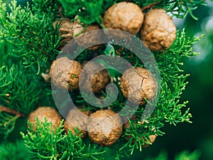 Cones on green cypress branches