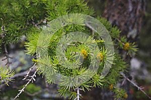 Cones and green larch needles