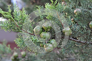 Cones grow