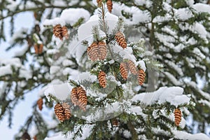 Cones growing on the branches of a Christmas tree covered with snow