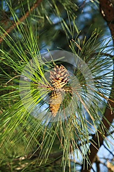 Cones growing on pine branch outdoors, closeup