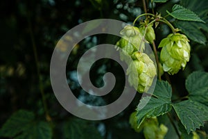 Cones of the hop closeup, background photo