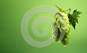 Cones of hops on a green background 3