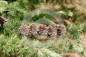 Cones Larix decidua Mill