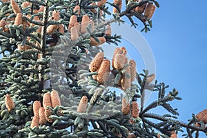 Cones of Nobilis fir (Abies procera)