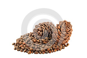 Cones and Nuts of Siberian Cedar Pine