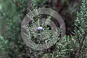 Cones of a Phoenicean juniper, Juniperus phoenicea var. turbinata