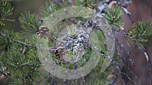 Cones in a pine branch