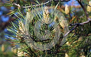 Cones on a pine tree