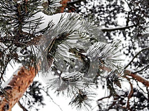 The cones on the pine tree