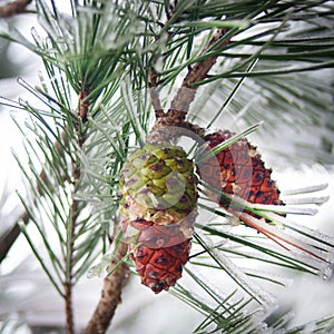 Cones in a pine tree with snow and ice